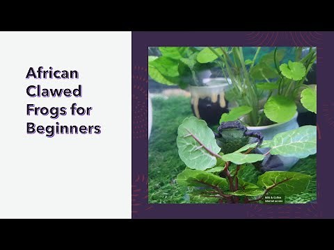African Clawed Frogs for Beginners EP1: Introduction to the ACF