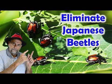Best Way to Control Japanese Beetles