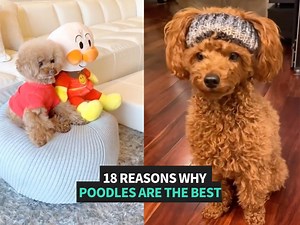 Poodles are just the cutest 😊 | Animal Antics