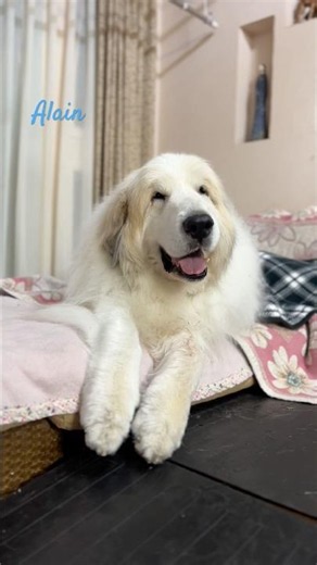 Alain #greatpyrenees #todaysrunrun #GreatPyrenees #TodaysRunrun