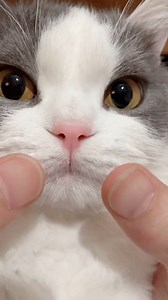 你们的牙有我齐吗？哈哈哈哈哈哈哈哈哈哈哈 #猫咪 #萌丑 #reels | PuPu噗噗