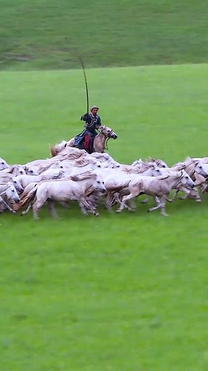 Riding horses, and shepherding sheep and cattle are the most charming jobs on the grassland in northern China's Inner Mongolia Autonomous Region. 🐎🐂🐑 #grassland #InnerMongolia | Across Inner Mongolia