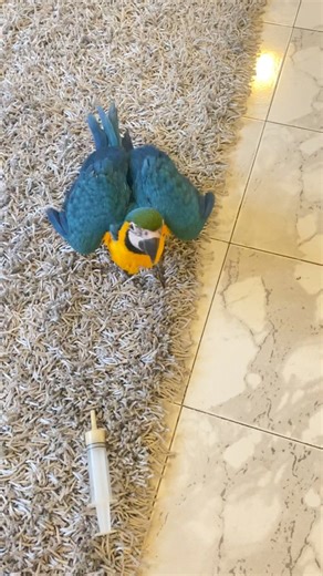 Come here 🥹 #cute #birds #baby #macaw #blueandgoldmacaw #reelsfb #reelsvideo #parrots #trend #trendingreels #explore #explorepage #love #pet | fine feathered friends