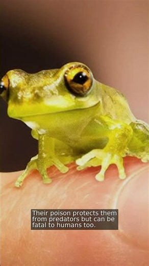 Deadly Tiny Frogs: Truth About Poisonous Tree Frogs