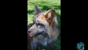Valentines Day farewell to Valentine the fox 💝 Video by animal care taker Merri Hampton | Saveafox Corporation