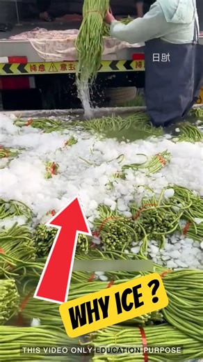 Why Farmers Soak String Beans in Water and Ice Before Transport