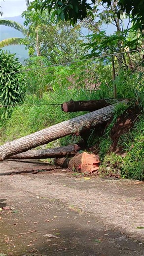 Giant Mahogany Log Loading Process | So Satisfying