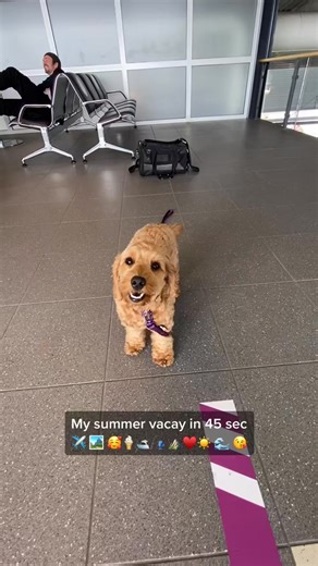 My summer vacay in 45 sec ✈️ 🏞 🥰🍦🛥 🎣 ⛰♥️☀️ 🌊 😘 #dog #cockapoo | viljacockapoo