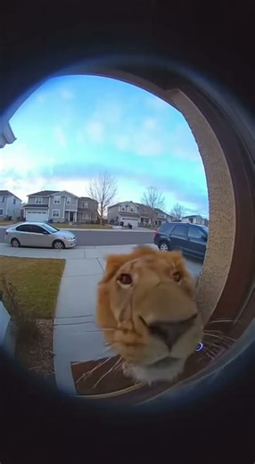 Nobody Expected a Lion 😱#shorts