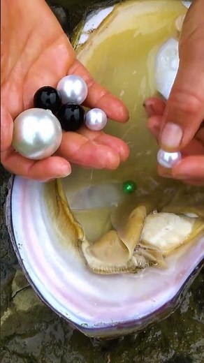 I have obtained the super large pearl