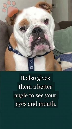 Why Dogs Tilt Their Heads (The Real Reasons)