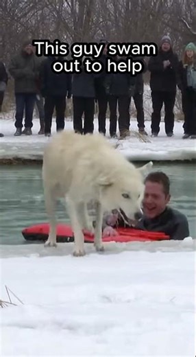Dog stuck in icy water… rescued just in time 🐕 #unbelievable #viralvideo #animals #rescue