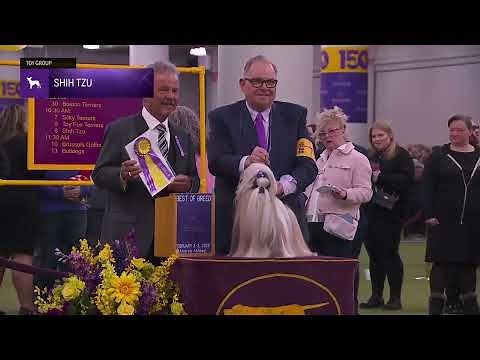 Shih Tzu | Breed Judging 2026