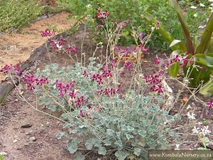 Pelargonium sidoides - Alchetron, The Free Social Encyclopedia