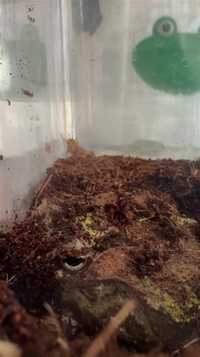 We just call it Pacman. We’re not sure if it’s a girl or a boy. It’s always digging and digging until it’s completely covered in dirt.#pet #frog