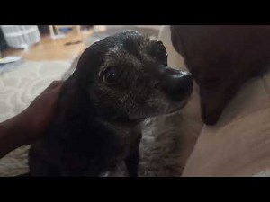 Dog having an asthma attack.