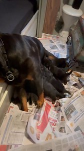 Sleeping 😴 on the job Xena 🤭 | Growler Rottweilers