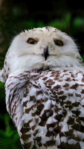 Owls are Way More Unique Than You THINK