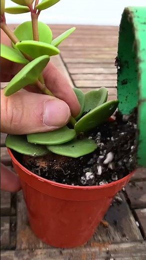 Repotting Peperomia Houseplant