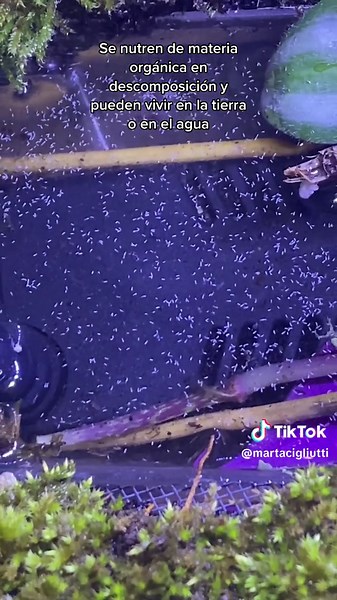 Springtails: The Hexapod Arthropods Explained