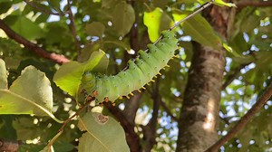 23 reactions | Check out this video of a cecropia caterpillar, caught...
