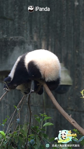 This year's panda fruit quality report rates both the sweetness and the damage to trees at 5 stars. #panda #adorable #HiPanda #ChengduPandaBase #PandaFun #PandaMoment For more panda information, please check out: https://en.ipanda.com | iPanda