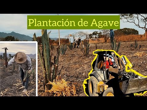How did I plant agave? Characteristics and planting process in agave cultivation
