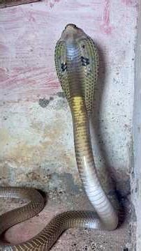 भगदड़ में क्या हुया देखिए बड़ा हादशा होते-होते बचा रेस्क्यू के समय Snake rescue #shorts