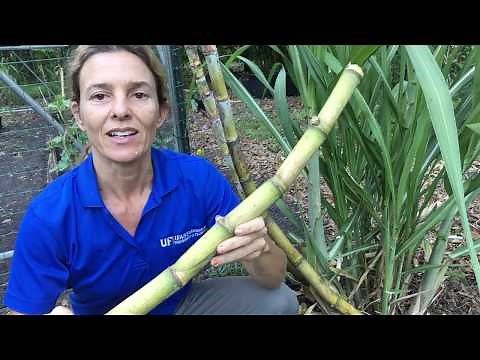 Sugarcane Propagation