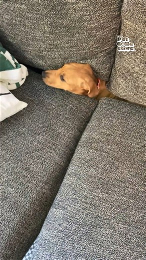 Animals can be strange little creatures sometimes! 🤣🤣 | Try Not to Laugh