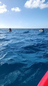 10K views · 89 reactions | Don't gp to Venezuela 藍藍藍藍 Jelly fish day again guys | Aruba Outdoor Adventures | Facebook