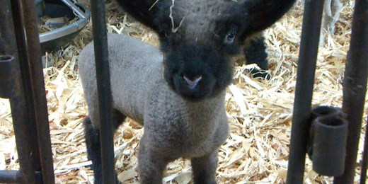 ‘In like a lion and out like a lamb’: A history of this March saying