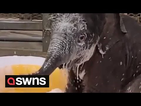 Adorable moment twin baby elephants share their first bubble bath | SWNS