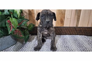 Dexter - Great Dane Puppy 866834
