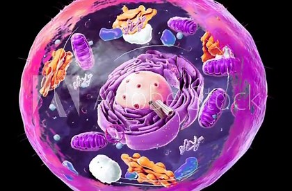Journey inside a 3D eukaryotic cell, exploring its intricate organelles and their dynamic functions.