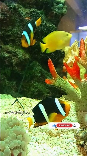 Marine Aquarium Fishes🌊🐠🪸 | Colorful Ocean Life | 4K | Saltwater Fish Collection #shorts #satisfying