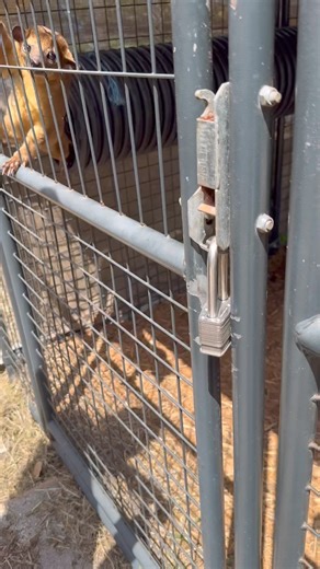 858K views · 5.9K reactions | Can you believe he came out during the day?! #kinkajou #monkey #animals #farmlife | Blake's Exotic Animal Ranch | Facebook