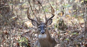5 Easy Ways to Have a Successful Deer Season