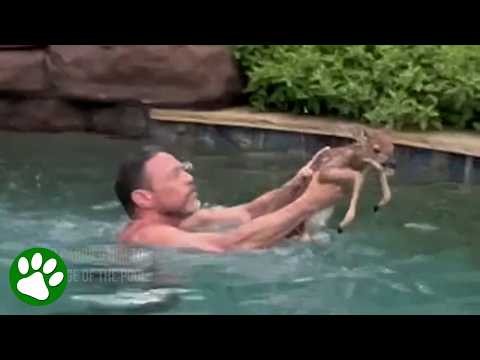 Man Rescues Baby Fawn Trapped in Swimming Pool 💕
