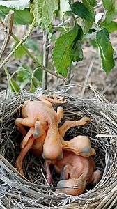 Suckoo bird baby with other bird babies | Review Birds News
