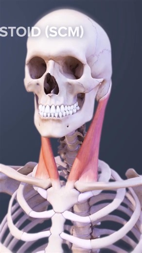 29K views · 348 reactions | Look  no further if you want to understand the sternocleidomastoid muscle (SCM) — one of the most important neck muscles for movement, posture, and pain relief! 領 Learn its anatomy, functions, common trigger points, and how stretching or massage can help reduce neck pain, stiffness, and headaches. Perfect for students, physical therapy enthusiasts, or anyone curious about body mechanics.  | Spine-health | Facebook