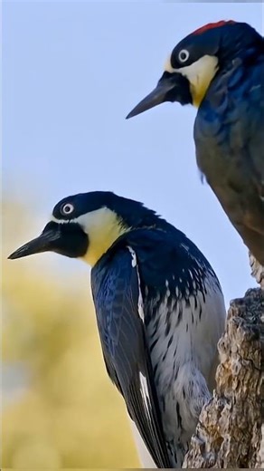 Acorn Woodpecker: Nature's Greatest Store-Keeper Bird | Amazing Facts #wildlife #animals