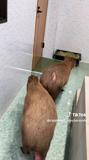 Capybara out of bath and straight to buffet