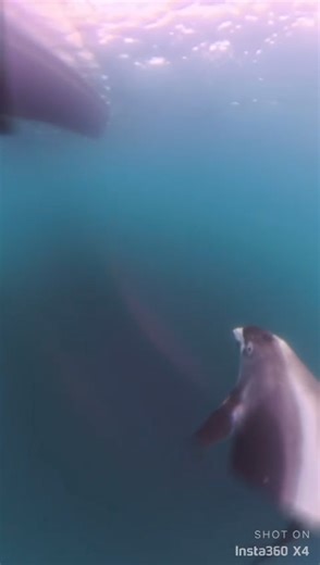 Although Bottlenose Dolphin is nowadays the common species of Dolphin seen in the seas off Yorkshire and the North East coast it is not the only species we get, White Beaked Dolphin were seen off Staithes today and this inquisitive White Beaked was filmed by the Wetwheels boat off the North east coast this morning. Thanks Wetwheels for letting Scarborough Porpoise share your video. | Scarborough Porpoise