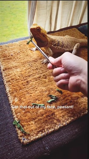 Every piece of green is a battle 🍃😅. #beardeddragon #thestruggleisreal #funnypets #SnackTime #lizard | Spikedays