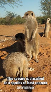 71 reactions · 23 shares | Everything you need to know about Meerkats...
