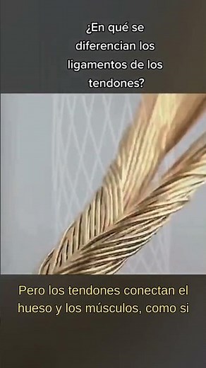 ¿Ligamentos vs. Tendones? 🤔 ¡Descubre sus diferencias en 36 segundos!