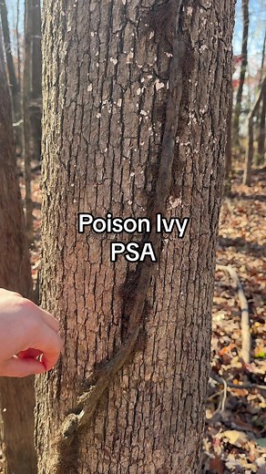 Poison Ivy Awareness: An Environmental PSA