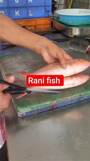 Rani Fish Cleaning Process | Fresh Rani Fish Cutting & Cleaning Step by Step