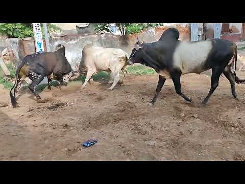 Bull Fighting triple Bull fighting in village road 🔥